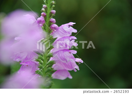 obedient plant, botanic, botanical 2652193
