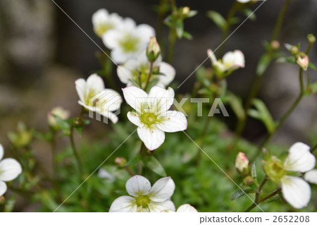 saxifraga merkii, botanic, botanical 2652208