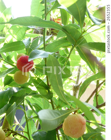 Fruit of a bamboo grove Fruit of a bamboo grove 2652355