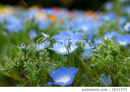 baby blue eyes, nemophila, bloom 2652373