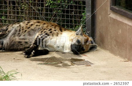 鬣狗 斑鬣狗 大阪市 2652397