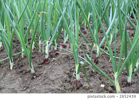 vegetable field, onion field, kitchen garden 2652439