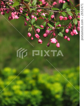 Buds of Hanakado Buds of Hanakado 2652471