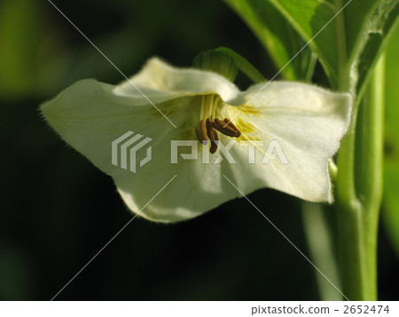Flower of Hozuki Flower of Hozuki 2652474