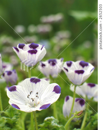 Nemophila five spot 2652503