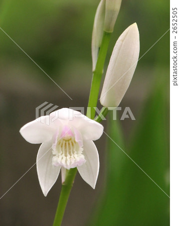 Silane white flower item 2652505