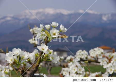 Yamazato的梨田 2652738