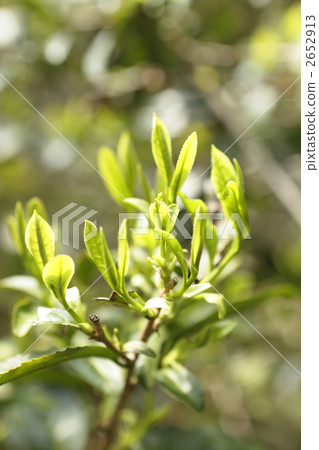 Satoyama's new tea 2652913