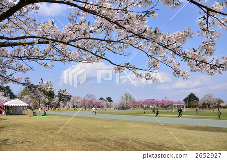 Cherry blossoms at Muramatsu park (Niigata ken Gosen city) 2652927