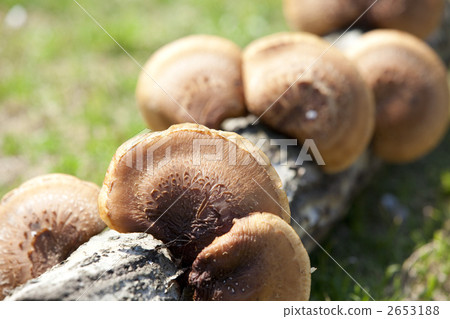 Wood shiitake mushroom Wood shiitake mushroom 2653188