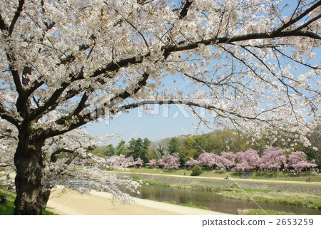 Sakura Blooms Kamogawa Park 2653259