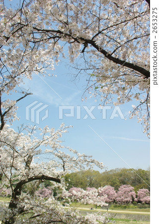 春天的顏色京都 春天的顏色京都 2653275