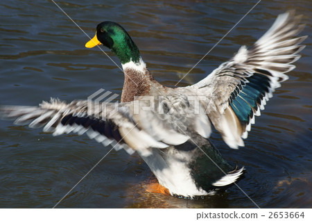 它是鴨子的大鴨子嗎？ 2653664