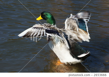 它是鴨子的大鴨子嗎？ 2653666