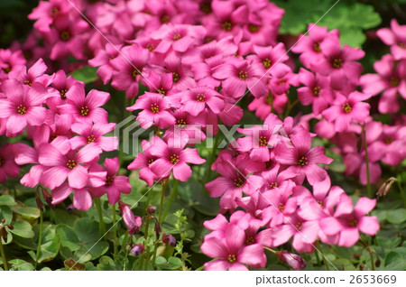 Oxalis red crab 2653669