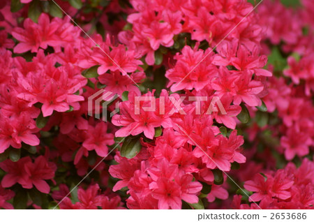 Kurume azalea flower language is "passion" 2653686