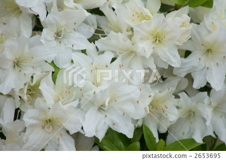 Kurume azale The flower language of white flower is "first love" Kurume azale The flower language of white flower is "first love" 2653695