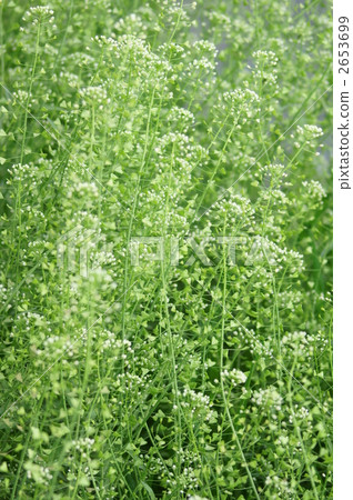 Nazuna spring seaweed Nazuna spring seaweed 2653699