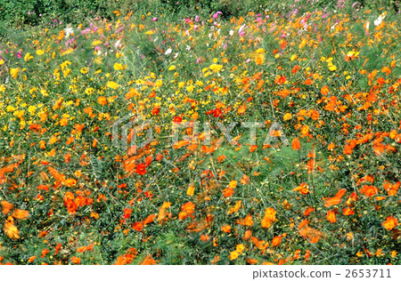 Kibanakosmos style 2653711