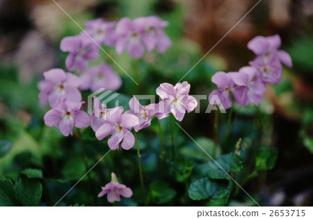 中提琴 中提琴 2653715