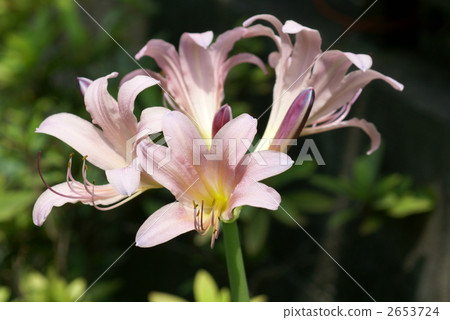 Summer flowers Indian beach cotton? Amarcinurum? 2653724