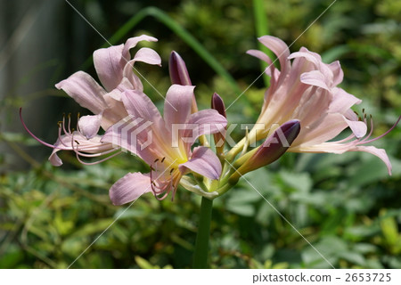 Summer flowers Indian beach cotton? Amarcinurum? Summer flowers Indian beach cotton? Amarcinurum? 2653725