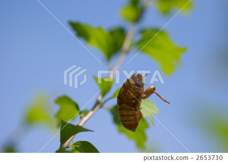 cicada husk, full summer, midsummer 2653730