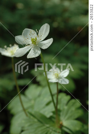 Itabashi-ku的花 Itabashi-ku的花 2653822