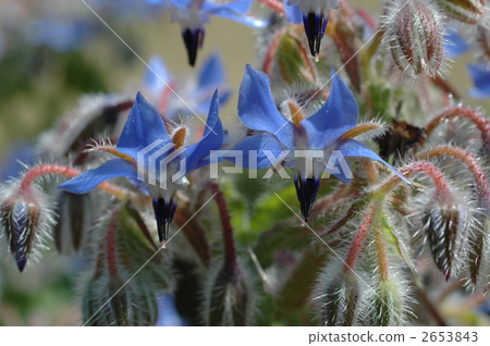 Polydiblue 1 2653843