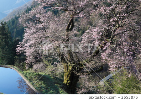 櫻花的橋樑 2653876