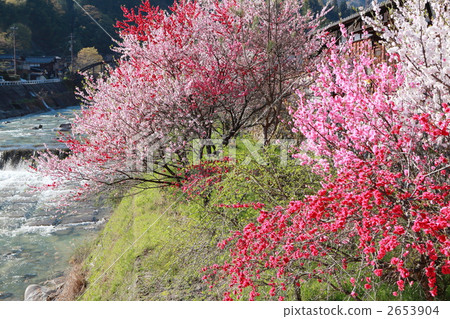 Hanabo盛開的妻子小屋 2653904