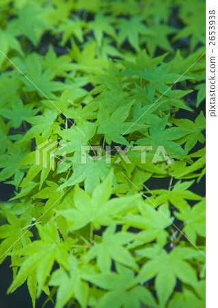 新鮮的綠色楓葉 2653938