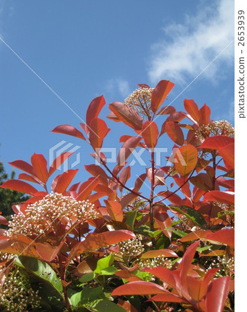 日本石楠屬 石楠 船橋市公園 2653939