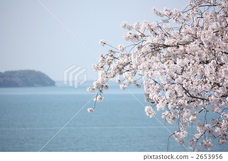 櫻桃在湖邊 2653956