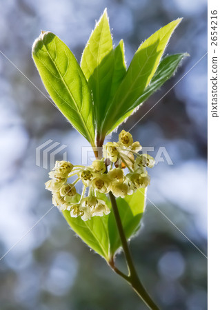 Kuromoji flower 2654216