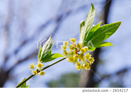 黑字花 黑字花 2654217