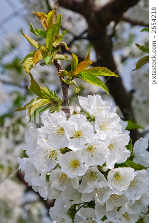 Cherries flowers 2654218