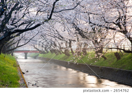 Cherry blossom trees in Gojo River 2654762