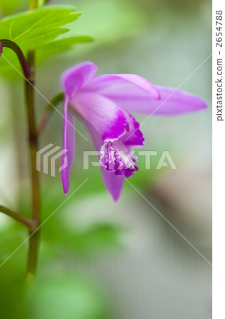 紫色矽烷 2654788