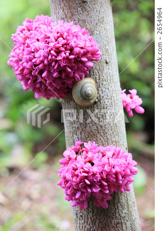 紫荊花 花 蝸牛 2654964