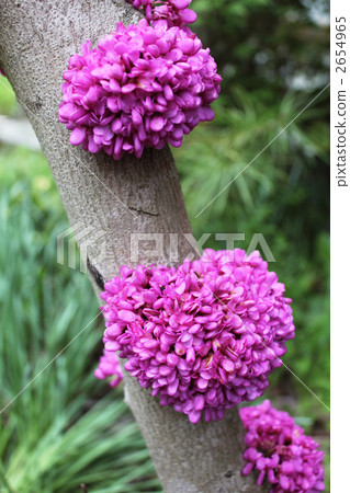 cercis chinensis, Chinese Redbud, cerci 2654965