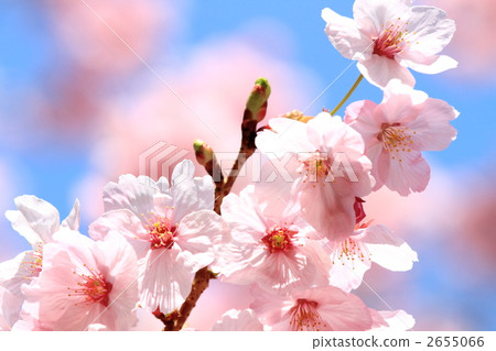 陽光櫻花(東京·上野公園) 陽光櫻花(東京·上野公園) 2655066