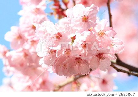 陽光櫻花(東京·上野公園) 陽光櫻花(東京·上野公園) 2655067