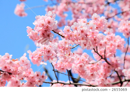 陽光櫻花(東京·上野公園) 陽光櫻花(東京·上野公園) 2655069