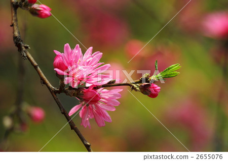 Kikucho(上野·Gojo Tenjin) Kikucho(上野·Gojo Tenjin) 2655076