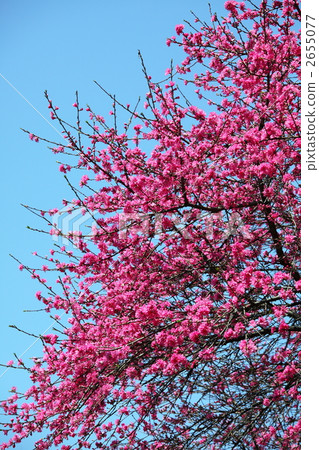 Kikucho (Ueno · Gojo Tenjin) Kikucho (Ueno · Gojo Tenjin) 2655077