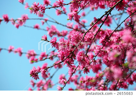 Kikucho (Ueno · Gojo Tenjin) Kikucho (Ueno · Gojo Tenjin) 2655083