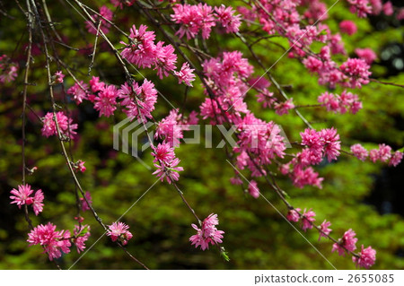 Kikucho (Ueno · Gojo Tenjin) Kikucho (Ueno · Gojo Tenjin) 2655085