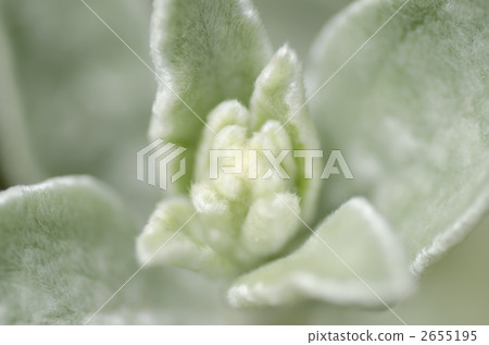 lamb's ear, foliage, leaf 2655195