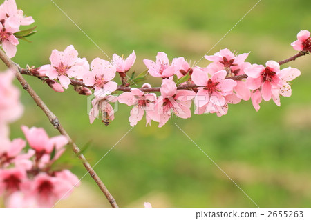 桃花和蜜蜂 2655263